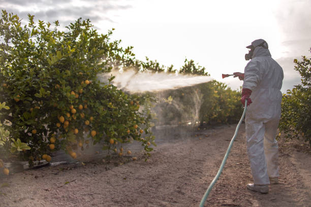 Best Ant Control Services  in Cornelius, NC