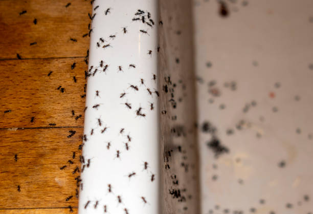 Best Pest Removal Services  in Cornelius, NC