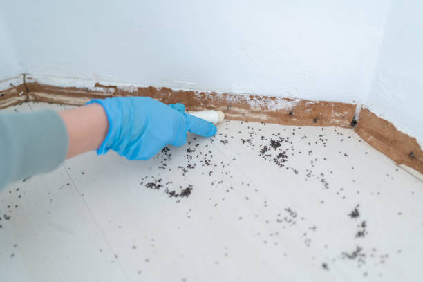 Best Affordable Pest Control Services  in Cornelius, NC